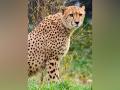 Cheetah marking trees are hotspots for communication also for other species - Hindi News | Cheetah marking trees are hotspots for communication also for other species | Latest technology News at Lokmattimes.com