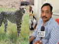 After Namibia, Cheetahs to arrive from South Africa soon, says MP forest minister Vijay Shah - Hindi News | After Namibia, Cheetahs to arrive from South Africa soon, says MP forest minister Vijay Shah | Latest national News at Lokmattimes.com