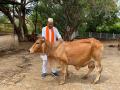 Government to give Rs 30 cr compensation for cattle death due to Lumpy disease: Prabhu B. Chavan - Hindi News | Government to give Rs 30 cr compensation for cattle death due to Lumpy disease: Prabhu B. Chavan | Latest national News at Lokmattimes.com