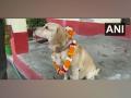 UP: Service dog 'Don' retires from police job, auctioned to new master - Hindi News | UP: Service dog 'Don' retires from police job, auctioned to new master | Latest national News at Lokmattimes.com
