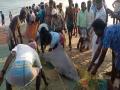 Tamil Nadu: Dolphin entangled in fishermen's net released back into sea - Hindi News | Tamil Nadu: Dolphin entangled in fishermen's net released back into sea | Latest national News at Lokmattimes.com