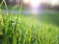 Research: Polarity proteins in grass shape efficient "breathing" pores - Hindi News | Research: Polarity proteins in grass shape efficient "breathing" pores | Latest technology News at Lokmattimes.com