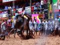Class 12 Madurai girl keeps Jallikattu bull as her friend, trains him for sport - Hindi News | Class 12 Madurai girl keeps Jallikattu bull as her friend, trains him for sport | Latest national News at Lokmattimes.com