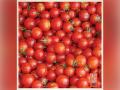 Red for Heath: Enjoy Red Gold Tomatoes from Europe - Hindi News | Red for Heath: Enjoy Red Gold Tomatoes from Europe | Latest business News at Lokmattimes.com