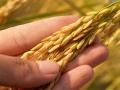 Winter tolerance in rice dependent on codon patterns: Study - Hindi News | Winter tolerance in rice dependent on codon patterns: Study | Latest lifestyle News at Lokmattimes.com