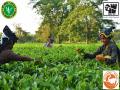 200 years and counting, Assam's tea industry continues glory run - Hindi News | 200 years and counting, Assam's tea industry continues glory run | Latest business News at Lokmattimes.com