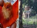 Rare 'Orange bat', endangered Indian Wolf spotted in Chhattisgarh's Bastar - Hindi News | Rare 'Orange bat', endangered Indian Wolf spotted in Chhattisgarh's Bastar | Latest national News at Lokmattimes.com