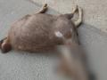 J-K: Sambar deer dies after being hit by vehicle on national highway in Udhampur - Hindi News | J-K: Sambar deer dies after being hit by vehicle on national highway in Udhampur | Latest national News at Lokmattimes.com