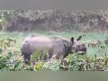 Forest officials injured in rhino attack in Assam's Golaghat - Hindi News | Forest officials injured in rhino attack in Assam's Golaghat | Latest national News at Lokmattimes.com