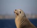 Peru reports death of 585 sea lions due to bird flu - Hindi News | Peru reports death of 585 sea lions due to bird flu | Latest international News at Lokmattimes.com