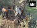 7 students killed, 4 injured as auto collides with truck in Chhattisgarh's Kanker, CM condoles deaths - Hindi News | 7 students killed, 4 injured as auto collides with truck in Chhattisgarh's Kanker, CM condoles deaths | Latest national News at Lokmattimes.com