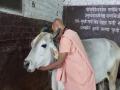 Madhya Pradesh celebrates Cow Hug Day today - Hindi News | Madhya Pradesh celebrates Cow Hug Day today | Latest national News at Lokmattimes.com