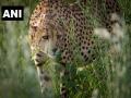MP: CM Chouhan releases 12 cheetahs in Kuno National Park, says "PM Modi's vision to conserve environment showing path to world" - Hindi News | MP: CM Chouhan releases 12 cheetahs in Kuno National Park, says "PM Modi's vision to conserve environment showing path to world" | Latest national News at Lokmattimes.com