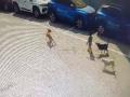 Stray dogs maul 5-year-old boy to death in Hyderabad - Hindi News | Stray dogs maul 5-year-old boy to death in Hyderabad | Latest national News at Lokmattimes.com