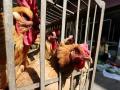 Bird Flu: Jharkhand on alert after over 400 chickens die in Bokaro - Hindi News | Bird Flu: Jharkhand on alert after over 400 chickens die in Bokaro | Latest national News at Lokmattimes.com
