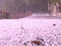Hailstorm, lightning lash Shimla, 121 roads closed in Himachal - Hindi News | Hailstorm, lightning lash Shimla, 121 roads closed in Himachal | Latest national News at Lokmattimes.com