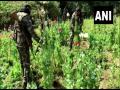 Jharkhand: Police busts opium cultivation in Naxal-hit Lohardaga forest - Hindi News | Jharkhand: Police busts opium cultivation in Naxal-hit Lohardaga forest | Latest national News at Lokmattimes.com