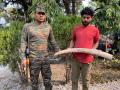 West Bengal: Forest officials foil smuggling bid, 3 kgs of elephant ivory seized, 1 held - Hindi News | West Bengal: Forest officials foil smuggling bid, 3 kgs of elephant ivory seized, 1 held | Latest national News at Lokmattimes.com