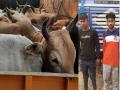 Assam: Police recover 24 cattle heads from truck in Nagaon, 2 arrested - Hindi News | Assam: Police recover 24 cattle heads from truck in Nagaon, 2 arrested | Latest national News at Lokmattimes.com