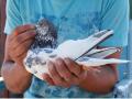 Centuries-old-tradition of pigeon flying is still alive in J-K's Srinagar - Hindi News | Centuries-old-tradition of pigeon flying is still alive in J-K's Srinagar | Latest national News at Lokmattimes.com