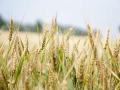 Wheat's ancient roots of viral resistance uncovered - Hindi News | Wheat's ancient roots of viral resistance uncovered | Latest lifestyle News at Lokmattimes.com