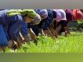 J-K farmers happy with 29 projects of agriculture department on 'holistic development' - Hindi News | J-K farmers happy with 29 projects of agriculture department on 'holistic development' | Latest national News at Lokmattimes.com