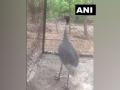 UP man's Sarus crane 'friend' reaches Kanpur zoo, quarantined - Hindi News | UP man's Sarus crane 'friend' reaches Kanpur zoo, quarantined | Latest national News at Lokmattimes.com