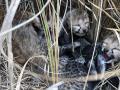 Female cheetah brought from Namibia gives birth to 4 cubs - Hindi News | Female cheetah brought from Namibia gives birth to 4 cubs | Latest national News at Lokmattimes.com
