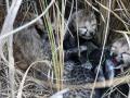 Namibian cheetah gives birth to four cubs at MP's Kuno National Park - Hindi News | Namibian cheetah gives birth to four cubs at MP's Kuno National Park | Latest national News at Lokmattimes.com