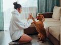 Young dog owners tend to cope better when their pup misbehaves: Study - Hindi News | Young dog owners tend to cope better when their pup misbehaves: Study | Latest lifestyle News at Lokmattimes.com
