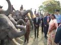 President Murmu inaugurates Gaj Utsav at Assam's Kaziranga National Park - Hindi News | President Murmu inaugurates Gaj Utsav at Assam's Kaziranga National Park | Latest national News at Lokmattimes.com