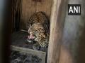 Leopard dies after being by hit by speeding vehicle on Chandigarh-Ambala National Highway - Hindi News | Leopard dies after being by hit by speeding vehicle on Chandigarh-Ambala National Highway | Latest national News at Lokmattimes.com