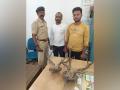 Chhattisgarh: Two held with deer horns valued at Rs 2.50 lakh in Raipur - Hindi News | Chhattisgarh: Two held with deer horns valued at Rs 2.50 lakh in Raipur | Latest national News at Lokmattimes.com