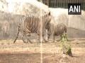 Bhupender Yadav releases two cubs in arena of white tiger enclosure at Delhi Zoo - Hindi News | Bhupender Yadav releases two cubs in arena of white tiger enclosure at Delhi Zoo | Latest national News at Lokmattimes.com