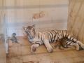 MP: White Tigress gives birth to 3 cubs at Gandhi Zoological Park in Gwalior - Hindi News | MP: White Tigress gives birth to 3 cubs at Gandhi Zoological Park in Gwalior | Latest national News at Lokmattimes.com