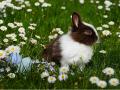 Pet rabbits require freedom to exercise: Study - Hindi News | Pet rabbits require freedom to exercise: Study | Latest lifestyle News at Lokmattimes.com