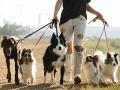 Walking a leashed dog linked to risk of traumatic brain injury among adults: Research - Hindi News | Walking a leashed dog linked to risk of traumatic brain injury among adults: Research | Latest health News at Lokmattimes.com