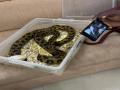 TN: Passenger from Kuala Lumpur intercepted at Chennai airport after snakes found in checked-in baggage - Hindi News | TN: Passenger from Kuala Lumpur intercepted at Chennai airport after snakes found in checked-in baggage | Latest national News at Lokmattimes.com