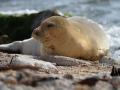 Endangered seal spotted on Israeli beach for first time - Hindi News | Endangered seal spotted on Israeli beach for first time | Latest international News at Lokmattimes.com