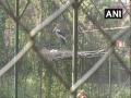 Endangered Hargila rescued, set free by Aaranyak team - Hindi News | Endangered Hargila rescued, set free by Aaranyak team | Latest national News at Lokmattimes.com