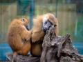 Adult friendships can overcome childhood trauma, even in baboons: Study - Hindi News | Adult friendships can overcome childhood trauma, even in baboons: Study | Latest health News at Lokmattimes.com