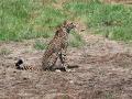 "Only Centre can decide on relocating cheetahs": State forest chief after cub dies at MP's Kuno - Hindi News | "Only Centre can decide on relocating cheetahs": State forest chief after cub dies at MP's Kuno | Latest national News at Lokmattimes.com