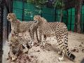 National Tiger Conservation Authority constitutes Cheetah Project Steering Committee with Dr Rajesh Gopal as chairman - Hindi News | National Tiger Conservation Authority constitutes Cheetah Project Steering Committee with Dr Rajesh Gopal as chairman | Latest national News at Lokmattimes.com