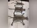 Odisha: STF seizes 3 leopard skins in Rayagada, 1 held - Hindi News | Odisha: STF seizes 3 leopard skins in Rayagada, 1 held | Latest national News at Lokmattimes.com