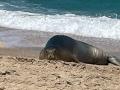 Julia, Israel's celebrity seal, spotted on restricted military site - Hindi News | Julia, Israel's celebrity seal, spotted on restricted military site | Latest international News at Lokmattimes.com