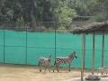 Assam State Zoo welcomes five new inmates - Hindi News | Assam State Zoo welcomes five new inmates | Latest national News at Lokmattimes.com