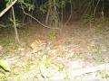 Chhattisgarh: Rare Indian Mouse Deer spotted in Kanger Valley National Park - Hindi News | Chhattisgarh: Rare Indian Mouse Deer spotted in Kanger Valley National Park | Latest national News at Lokmattimes.com