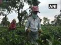 Assam: Tea producers call for collaborative action from all stakeholders to overcome industry challenges - Hindi News | Assam: Tea producers call for collaborative action from all stakeholders to overcome industry challenges | Latest national News at Lokmattimes.com