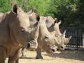 Study reveals how studying poop may help us boost white rhino populations - Hindi News | Study reveals how studying poop may help us boost white rhino populations | Latest technology News at Lokmattimes.com