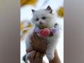 Hello Kitty! Cat show championship to be organised in Mumbai - Hindi News | Hello Kitty! Cat show championship to be organised in Mumbai | Latest entertainment News at Lokmattimes.com
